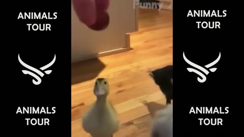 Funny animals - Funny cats _ dogs - Funny animal videos #Funny #Animal #funnyvideo #animals #funny