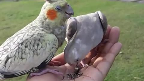 Cockatiel kissing funny parrot talking parrot funny animals