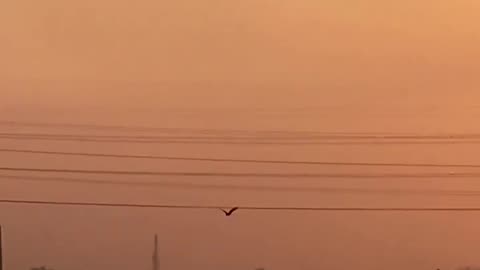“Birds flying in the sunset “