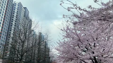 The spring of Korea, Walking on the Cherry Blossom Road.