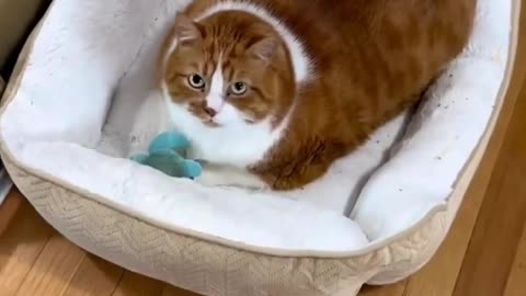 Cute And Funny Cats 😍😍😅😅 #viral #shorts #reels #cat #cats #pets