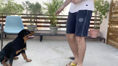 Dog Training Video