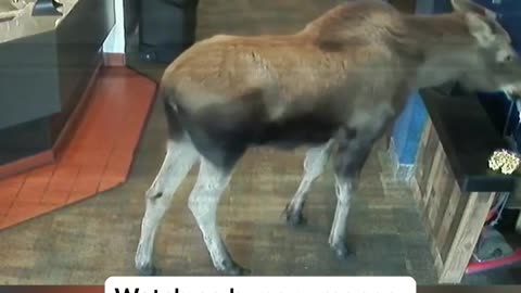WATCH: Hungry #moose sneaks into #Alaska movie theater