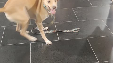 Dog Dances With Excitement