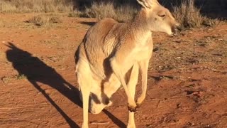 Kangaroo Loves to Scratch and Nap