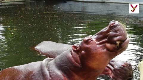 Hippos can bit crocodiles in half