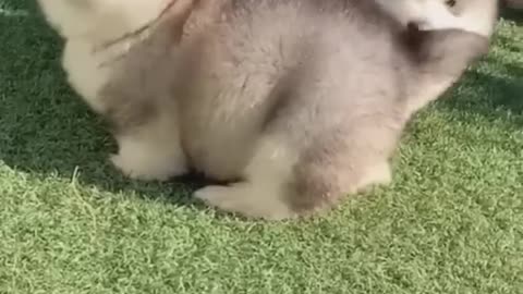 Cute Alaskan malamute puppies