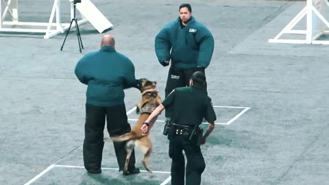 Police Dog funny moments