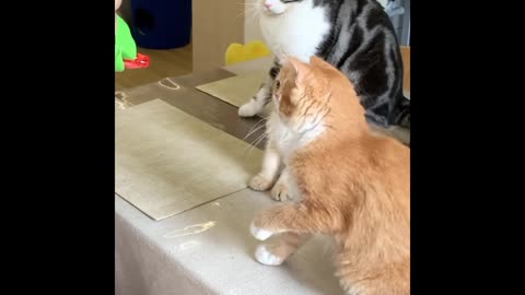 funny cats and cutiee