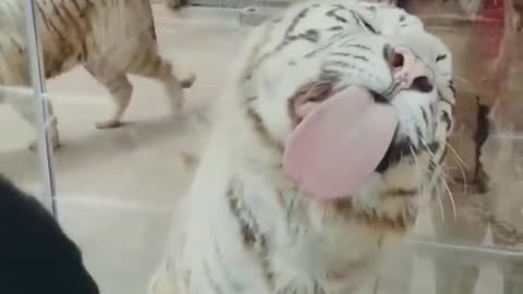 Best funny animal video