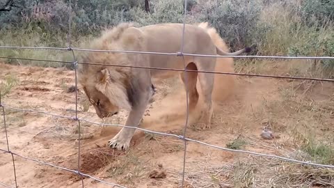Angry Lion King 🦁