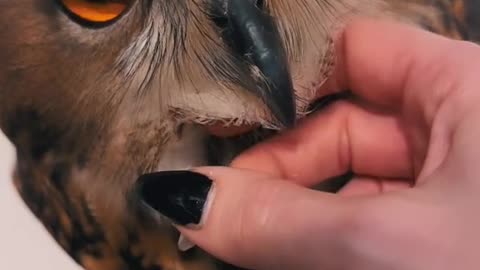 TikTok Animal Fun, Funny Videos beautiful Pet Owl