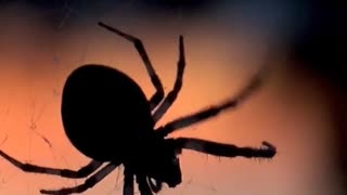 Fun Facts You Didn't Know About Spiders