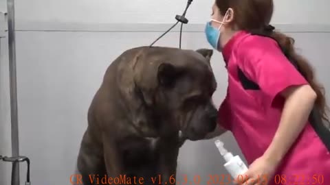 BIG SCARY Cane Corso Dog