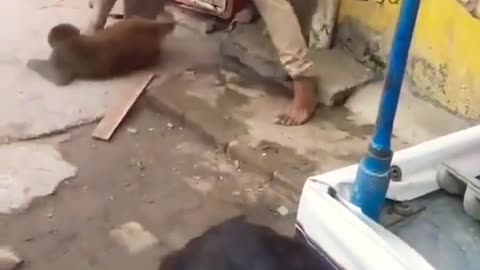 Monkey Attacked On this guy 🤯 #viral #funny