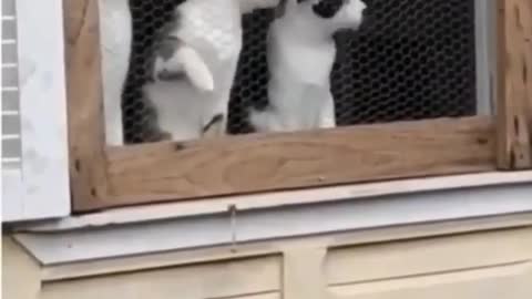 Cats watch the children who are playing the ball