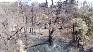 Drone shows aftermath of forest wildfire near Athens