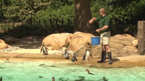 ZSL London Zoo Keeper tells us about the brand new penguin exhibit