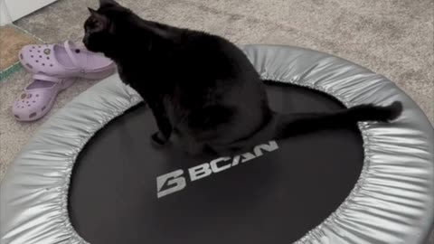 Adopting a Cat from a Shelter Vlog - Cute Precious Piper Inspects the Mini Trampoline #shorts