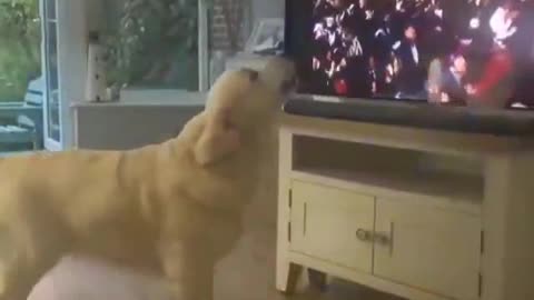 Dog's Reaction when he hears his Favourite Artist and Song.