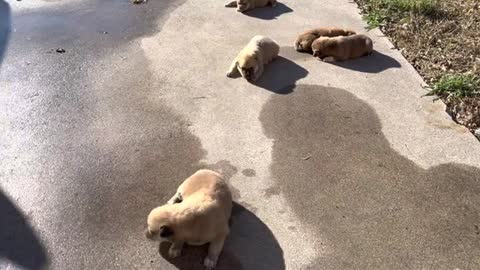 30 Seconds of Puppy Talk