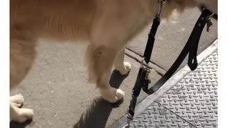 dog walking puppy
