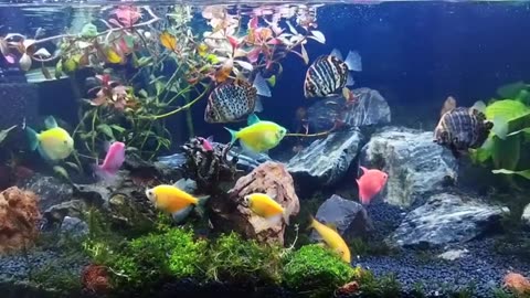 fish video, Cute and Funny fish Video