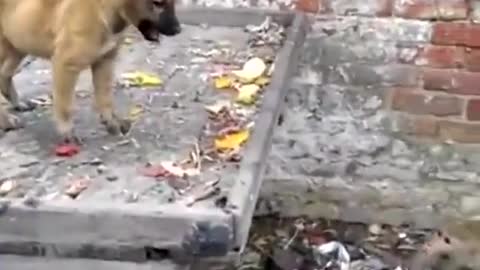 Who will win the battle between the monkey and the puppy