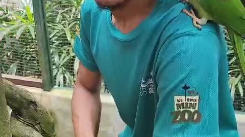 short video ,parrot eat kuachi