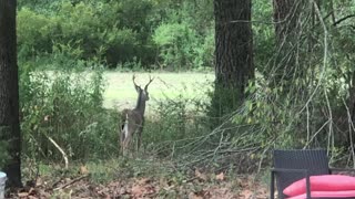 Deer Encounter