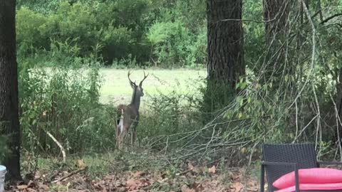 Deer Encounter