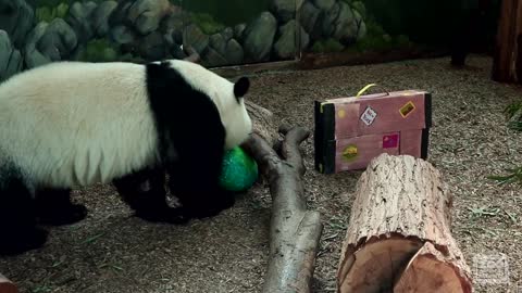 Mei Lun and Mei Huan's Last Hurrah at Zoo Atlanta