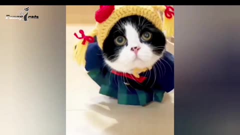 Funny kittens and cats viral moments