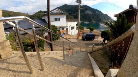 When I go to the shrine, there is a cat that comes with me and it's cute