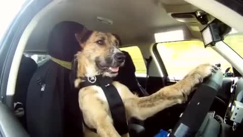 Driving dogs Compilation EXTRA BONUS NEW MARCH 2015 Funny Video