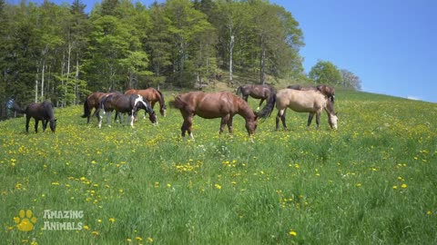 The Natural Habitat of Horses. Sounds of Nature.