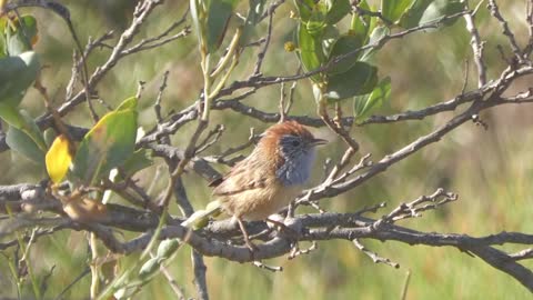 Rufous-crowned emu-wren