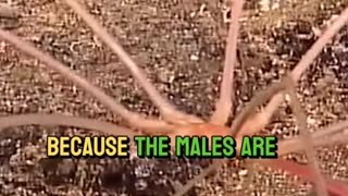 terrifying sea spiders