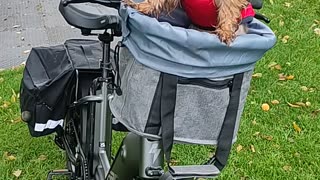 Yorkie Lucy Yorkshire terrier electric bicycle