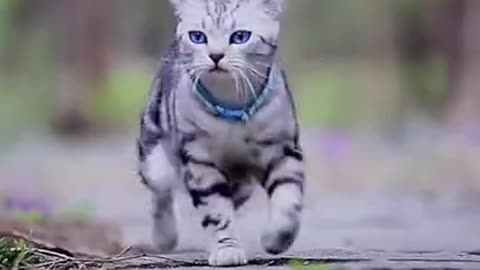 Cat walking video