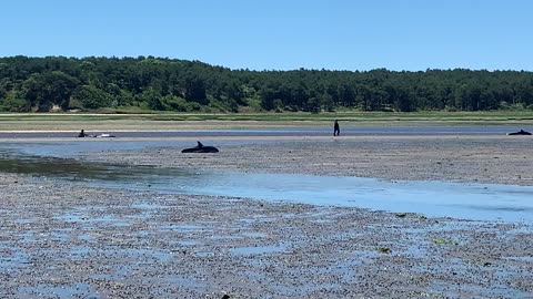 Dolphins Stranded by Low Tide in Cape Cod