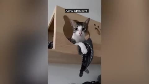 Funny Cat Video 🐱 Ever , You Laugh You Lose 🤣😂🐈