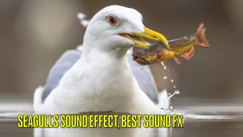SEAGULLS SOUND EFFECT, BEST SOUND FX