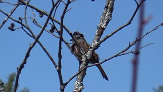 Song Sparrow