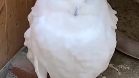 White Owl Funny Face