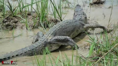 Primitive technology - Cooking crocodiles eating