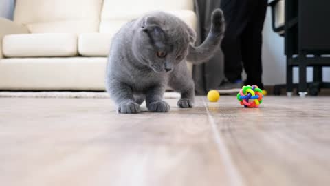Adorable scottish fold kitten plays with a red laser dot on the house floor