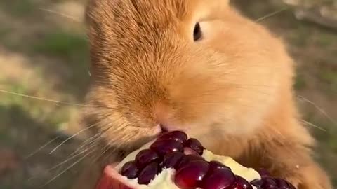The little rabbit is eating a pomegranate.