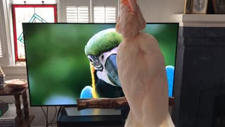 Barking Cockatoo Watches Nature Show On TV
