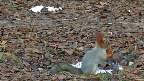 Squirrel Walnut Animals Tail Nature